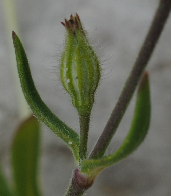 Silene sulle dune - Silene gallica